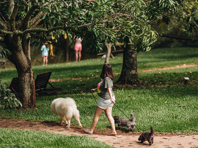 Foto de uma pessoa passeando com os cachorros