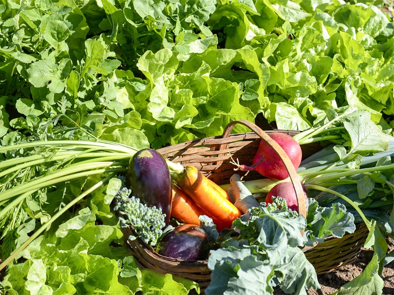 Foto de legumes da horta